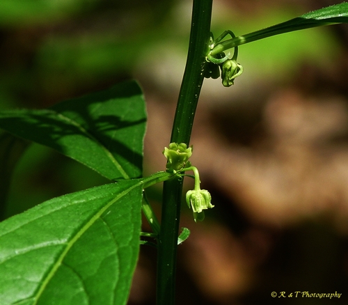 {Cubelium concolor}